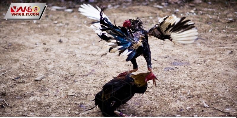 Đá Gà Cựa Dao - Luật Lệ Quy Định Nghiêm Ngặt Hiện Nay - vabet