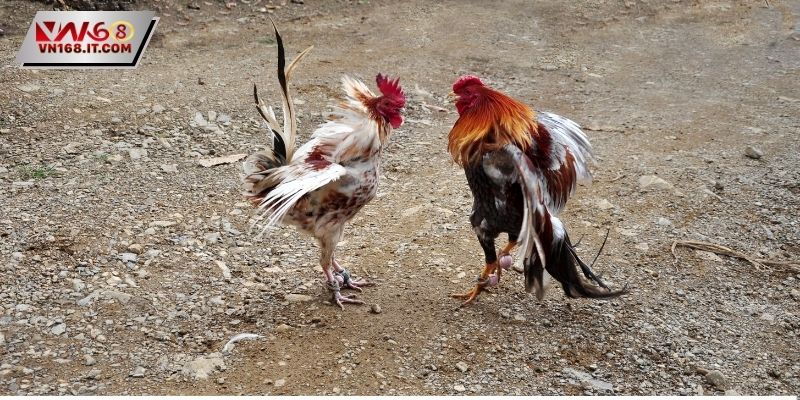 Đá Gà Thomo - Tìm Hiểu Cách Chơi Cho Người Mới Tham Gia - vabet