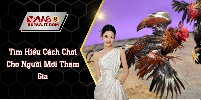 Đá Gà VN168 - Trực Tiếp Trận Chiến Chất Lượng Cao 2026 - vabet