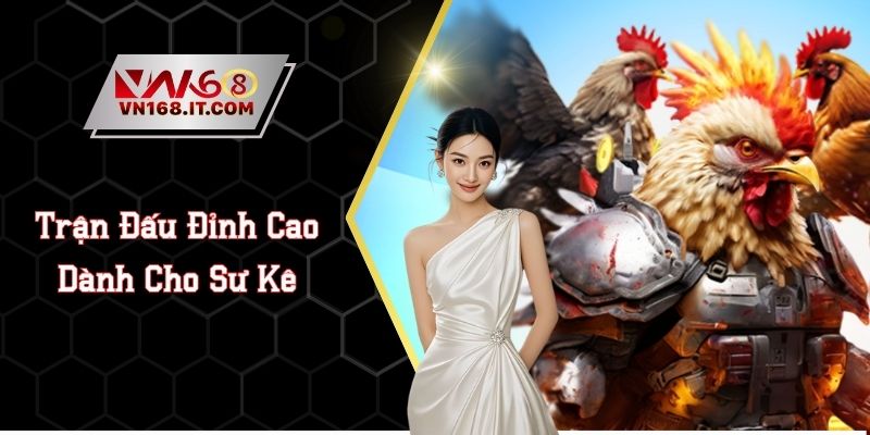 Đá Gà VN168 - Trực Tiếp Trận Chiến Chất Lượng Cao 2026 - vabet