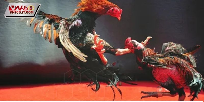 Đá Gà Trực Tiếp C2 - Trận Đấu Đỉnh Cao Dành Cho Sư Kê - vabet