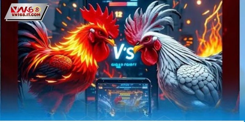 Đá Gà Trực Tiếp C2 - Trận Đấu Đỉnh Cao Dành Cho Sư Kê - vabet