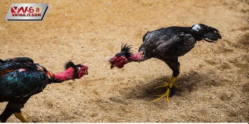 Đá Gà Cựa Dao - Luật Lệ Quy Định Nghiêm Ngặt Hiện Nay - vabet