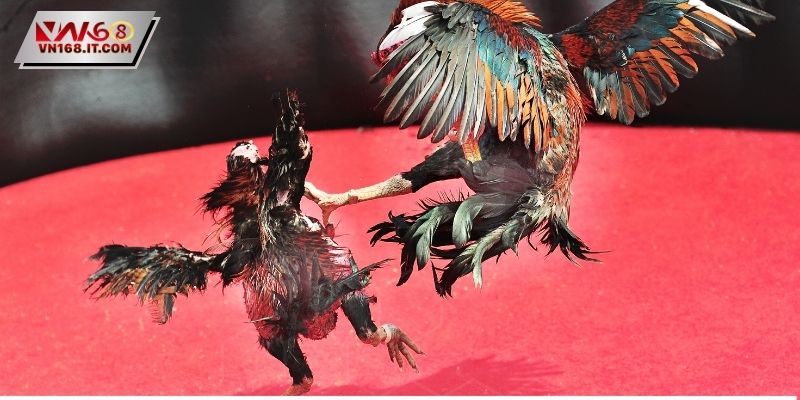 Đá Gà Thomo - Tìm Hiểu Cách Chơi Cho Người Mới Tham Gia - vabet