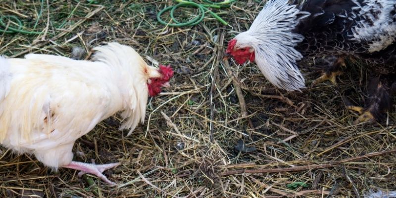 Đá Gà Thomo - Tìm Hiểu Cách Chơi Cho Người Mới Tham Gia - vabet