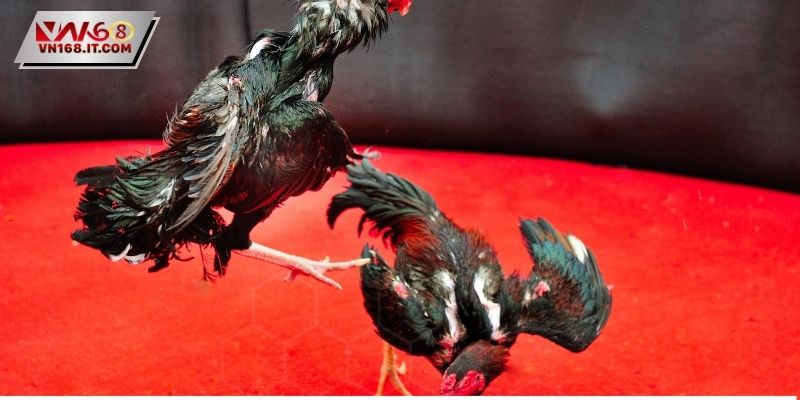 Đá Gà Cựa Dao - Luật Lệ Quy Định Nghiêm Ngặt Hiện Nay - vabet