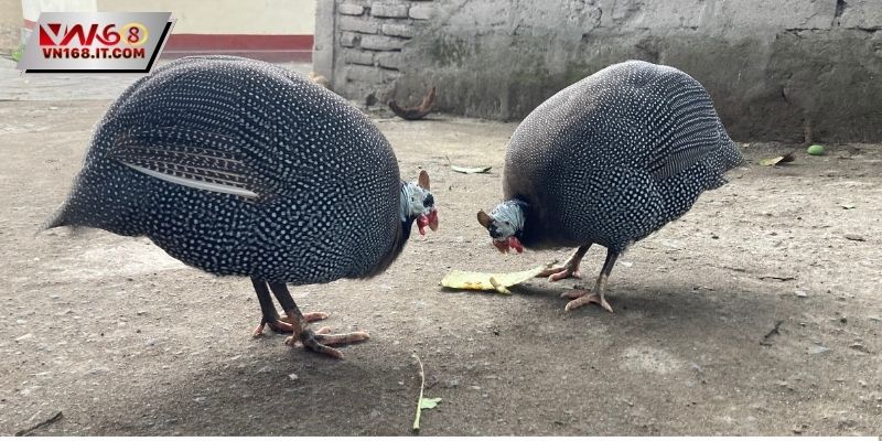 Trận Đá Gà 5 Tỷ Kịch Tính, Mãn Nhãn Ngay Trên Nền Tảng VN168 - vabet