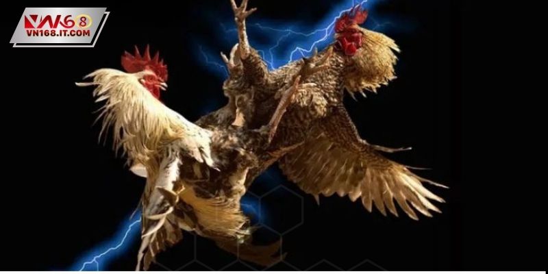 Đá Gà Trực Tiếp C2 - Trận Đấu Đỉnh Cao Dành Cho Sư Kê - vabet